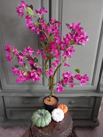 Zijdeplant Bougainvillea Nieuw beschikbaar voor biedingen