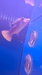 Canthigaster, Vis, Zoutwatervis