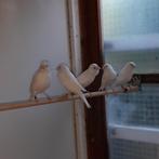 Witte kanaries 7st van eigen vogels mooie zuivere vogels, Dieren en Toebehoren, Vogels | Kanaries, Mannelijk, Kleurkanarie