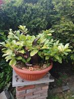 Pre bonsai laurieskers. Wie durft het aan!!?? Klein prijsje!, Ophalen of Verzenden, Zomer, Overige soorten