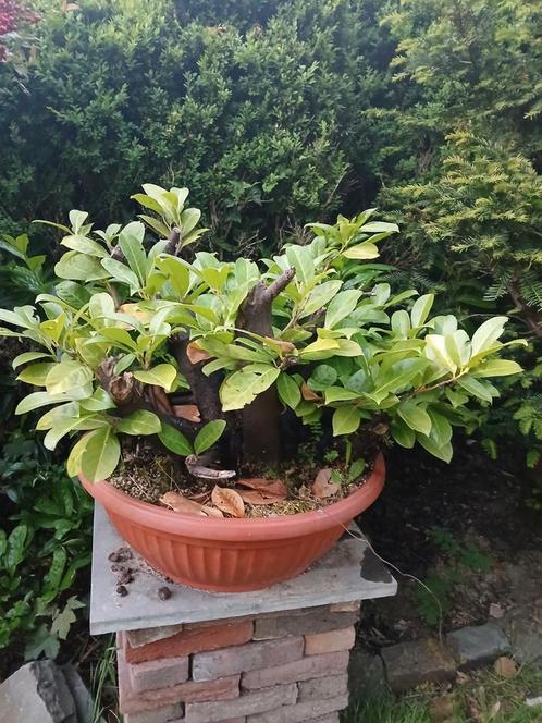 Pre bonsai laurieskers. Wie durft het aan!!?? Klein prijsje!, Tuin en Terras, Planten | Tuinplanten, Overige soorten, Zomer, Ophalen of Verzenden