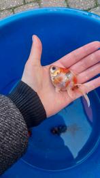 Ryukin goudvis, Dieren en Toebehoren, Goudvis(sen)