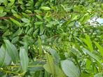30 smalgroeiende Genolia Laurierhaag 125-150 cm., Tuin en Terras, Planten | Struiken en Hagen, Ophalen of Verzenden, Laurier, Haag