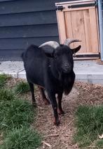 Tekoop dwergbok bok, Dieren en Toebehoren, Schapen, Geiten en Varkens, Mannelijk, Geit
