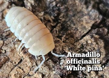 Armadillo officinalis 'White piña' beschikbaar voor biedingen