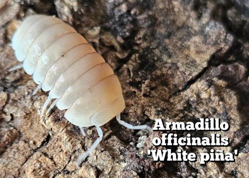 Armadillo officinalis 'White piña', Dieren en Toebehoren, Insecten en Spinnen, Overige soorten