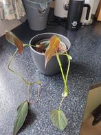 Philodendron hederaceum var hederaceum, Huis en Inrichting, Kamerplanten, Overige soorten, Minder dan 100 cm, Groene kamerplant