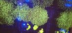 Euphyllia druif koraal zeewater aquarium, Dieren en Toebehoren, Overige typen, Zoutwatervis
