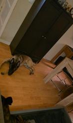 Mechelse herder, Parvo, 15 weken tot 1 jaar, Reu, Eén hond