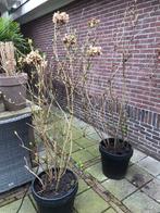 2 grote witte hortensia’s in pot mooie hortensia tuin terras, Tuin en Terras, Planten | Tuinplanten, Halfschaduw, Zomer, Vaste plant