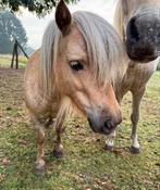 Super lieve palomino NMPRS merrie Flora met veulen Yarie, Dieren en Toebehoren, Merrie