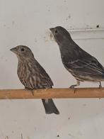Mexicaanse roodmussen, Vrouwelijk, Tropenvogel
