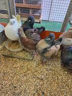 3 koppel engelse modena.s 15 euro, Dieren en Toebehoren, Vogels | Duiven, Meerdere dieren, Overige soorten