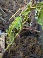 Gratis Indische wandelende takken (PSG-1), Wandelende tak