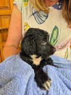 Griekse pup zoekt Nederlands thuis, Dieren en Toebehoren, Honden | Niet-rashonden, Particulier, Rabiës (hondsdolheid), Reu, 8 tot 15 weken