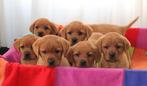 Red Fox Labrador pups met stamboom, Dieren en Toebehoren, Honden | Retrievers, Spaniëls en Waterhonden, CDV (hondenziekte), Nederland