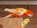 Te koop 2 koppels penant rosella's, Dieren en Toebehoren, Meerdere dieren, Parkiet, Geringd