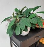 12 zaden van Madagascar Jewel/Euphorbia Leuconeura, Ophalen of Verzenden, Voorjaar, Volle zon, Zaad
