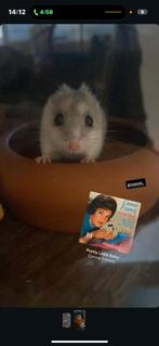 Chinese dwerghamster met grote glazen hok., Dieren en Toebehoren, Knaagdieren, Januari, Vrouwelijk, Hamster