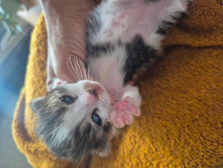 3 lieve kittens., Dieren en Toebehoren, Katten en Kittens | Raskatten | Korthaar, Meerdere dieren, Ontwormd