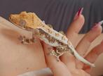 Mooie wimpergekko tricolor 2024, Dieren en Toebehoren, Reptielen en Amfibieën, Hagedis