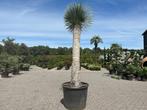 Exclusieve Yucca rostrata met 200 cm stamhoogte te koop, Zomer, Vaste plant, Overige soorten, Ophalen