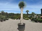 Exclusieve Yucca rostrata met 200 cm stamhoogte te koop, Volle zon, Vaste plant, Zomer, Ophalen