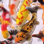 Koi Zen Wall Art – 160 cm – Koi Karper, Ophalen, HorecaBeelden, Nieuw, HorecaBeelden