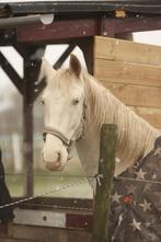 Leasepaard aangeboden HIERDEN, Ophalen of Verzenden