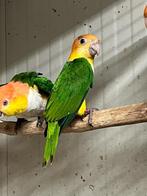 1-1 roestkop caiqs, Dieren en Toebehoren, Vogels | Parkieten en Papegaaien, Meerdere dieren, Papegaai