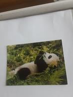 PANDA   WWF WORLD NATUUR FONDS, Ophalen of Verzenden