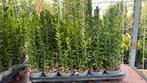 Euonymus 30/40 cm hoog nu slechts €1,75 bij 100 of meer, Ophalen, Minder dan 100 cm
