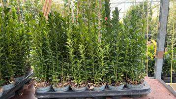 Euonymus 30/40 cm hoog nu slechts €1,75 bij 100 of meer beschikbaar voor biedingen