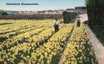 Hollandsche Bloemenvelden  130015, Verzenden, Ongelopen, Noord-Holland