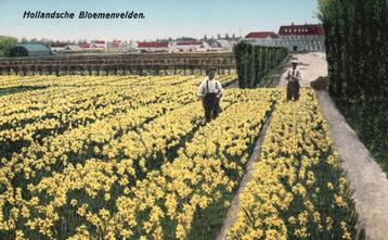 Hollandsche Bloemenvelden  130015 beschikbaar voor biedingen