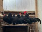 Hollandse kriel, zwart, Dieren en Toebehoren, Pluimvee, Meerdere dieren, Kip