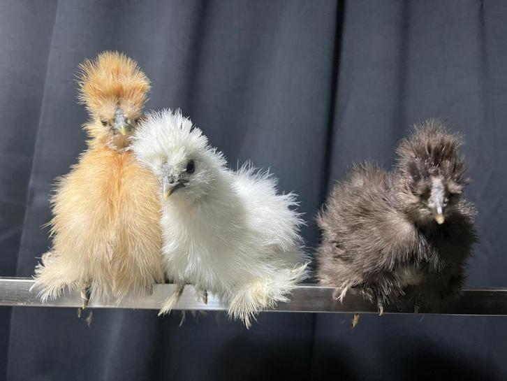 Usa zijdehoen hennen🐥7wk geent💯% hen garantie✅zijdehoender, Dieren en Toebehoren, Pluimvee, Kip, Vrouwelijk