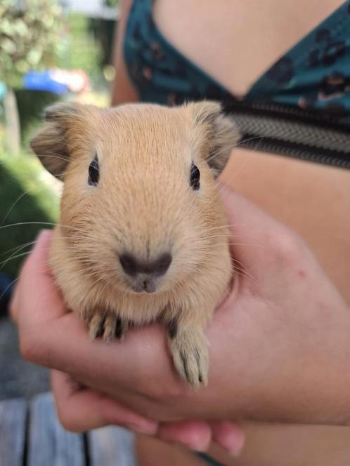 2 mooie cavia beertjes, Dieren en Toebehoren, Knaagdieren, Mannelijk, Cavia, Juli