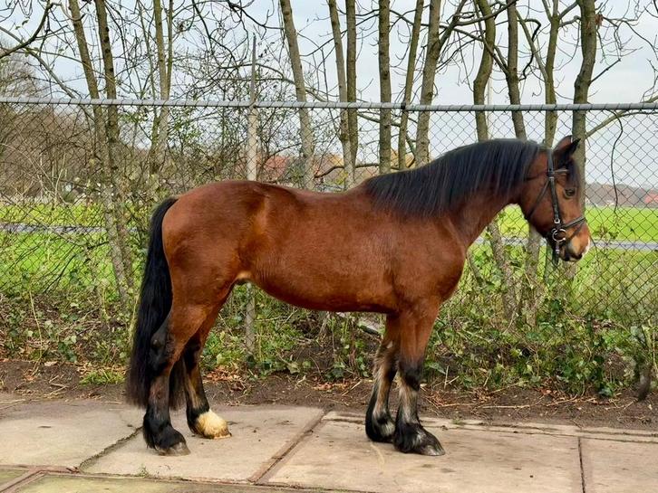 Stoere brave welsh cob ruin, Dieren en Toebehoren, Pony's, Ruin, B, D pony (1.37m tot 1.48m), Recreatiepony, 11 jaar of ouder