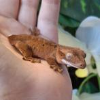 Leuke pos 0.1 confetti dalmatian wimpergekko / crested gecko, Hagedis, 0 tot 2 jaar