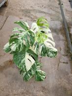 Monstera Variegata pot 17, Huis en Inrichting, Kamerplanten, Ophalen of Verzenden, Halfschaduw, Minder dan 100 cm