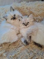 Ragdoll kittens ️, Dieren en Toebehoren, Katten en Kittens | Raskatten | Langhaar, Meerdere dieren, Ontwormd, 0 tot 2 jaar