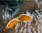 Amphiprion sandaracinos – Oranje Anemoonvis, Vis