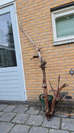 Kienhout 42, Dieren en Toebehoren, Vissen | Aquaria en Toebehoren, Ophalen, Zo goed als nieuw, Plant(en), Steen of Hout