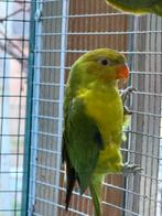 0-1 Geelkoplori lorie lories, Dieren en Toebehoren, Vrouwelijk, Papegaai, Geringd