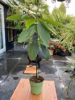 Avocado plant 80 cm, Ophalen of Verzenden, Overige soorten, Minder dan 100 cm