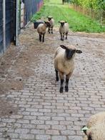 shropshire ram, Dieren en Toebehoren, Schapen, Geiten en Varkens, Mannelijk, Schaap, 0 tot 2 jaar