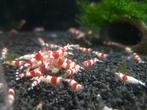 Crystal red garnalen - Aquariumcentrum Helmond, Kreeft, Krab of Garnaal, Zoetwatervis