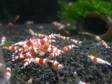 Crystal red garnalen - Aquariumcentrum Helmond beschikbaar voor biedingen