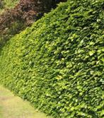 Beukenhaag, Tuin en Terras, Planten | Bomen, Ophalen of Verzenden, Bloeit niet, Halfschaduw, Overige soorten
